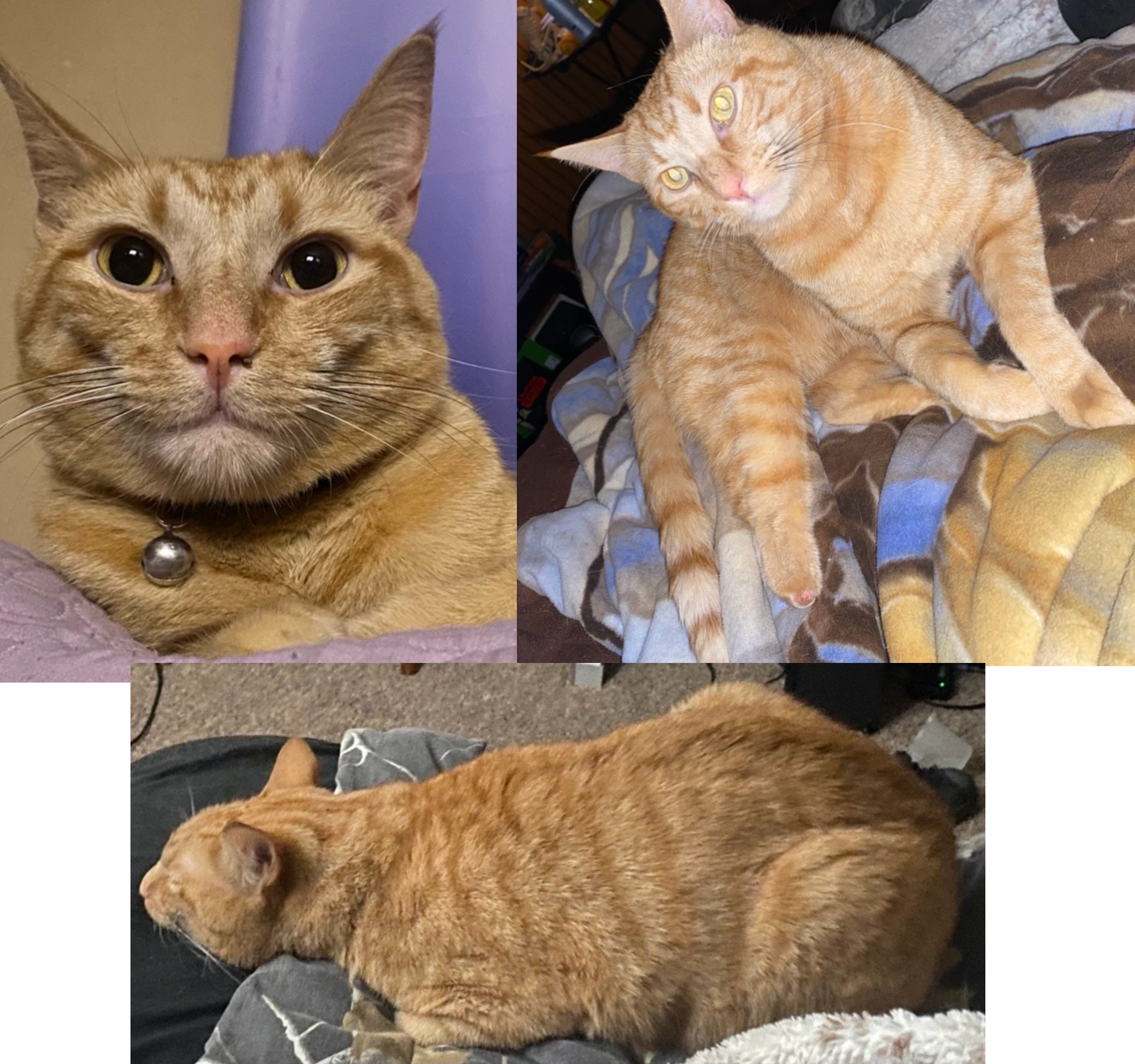 lost cat named Patrick Stump